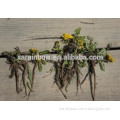 Factory price supply pure natural Dandelion extract